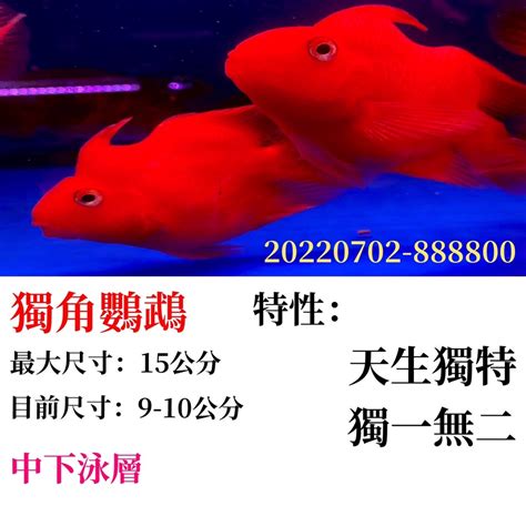 招財小型魚|【招財 魚】兔年來臨，招財魚水族精品讓你起早財源廣進！